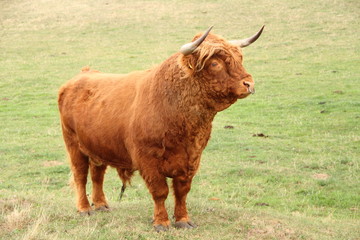 Schottisches Hochlandrind 1