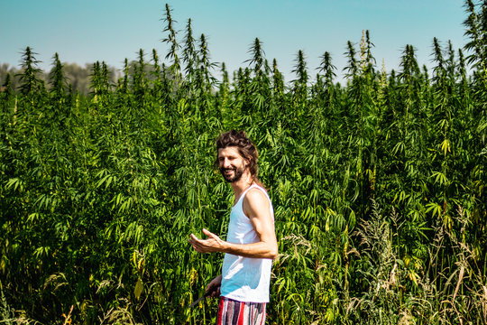 Medical Marijuana And Industrial Hemp Field And Handsome Young Farmer