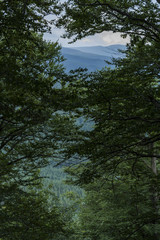 The view on the hill through window formed by branch of trees in the forest.