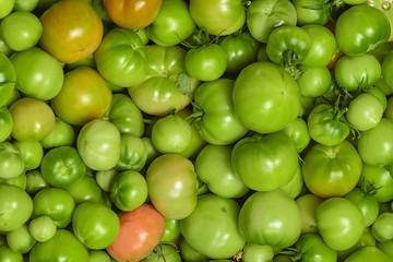 Tomatoes texture. Unripe green tomatoes