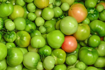 Tomatoes texture. Unripe green tomatoes