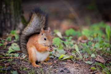 Squirrel in the Park chewing on some nuts.
