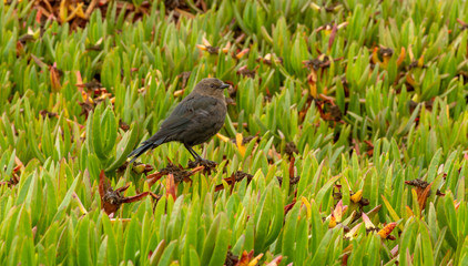 Small brown bird profile on green ground cover