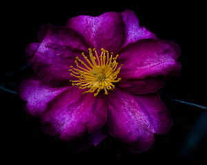 purple flower on black background