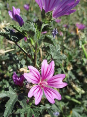 Mauve sylvestre (Malva sylvestris) en fleur. Plan vertical ensoleillé. © VeroniqueMonin