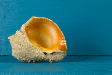 One sea shell and one background colour