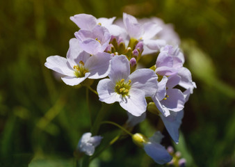 lila rosa Blütentraum
