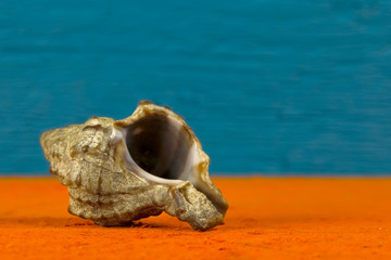One sea shell is shown on up close