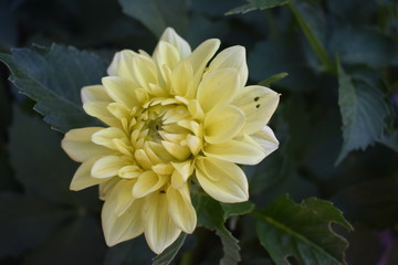 Flor Dahlia amarilla 
