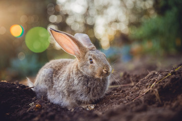 Rabbit hare on backdrop of garden. Sun light.