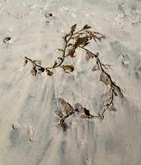 Seaweed on beach after tide