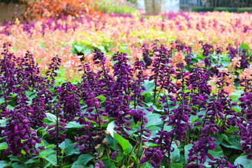 Violet tall bouquet flowers and other color flowers behind