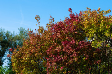Fototapeta na wymiar Colorful autumn tree on a blue sky background