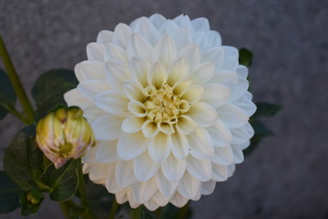 grande flor banca de Chrysanthemum 