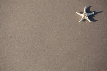 Starfish on the sand beach in summertime