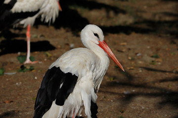 Portrait of white stork is a large wading bird in the stork family Ciconiidae