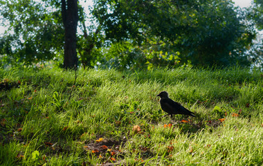 Raven walking on grass