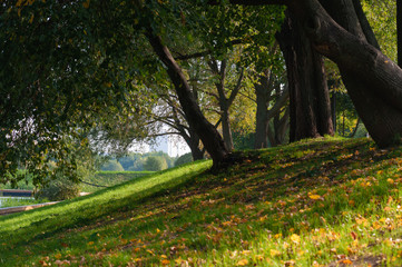 Trees and fallen leaves in the Park