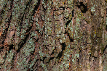 Tree bark close-up