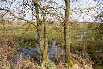 ein tümpel mitten auf einem feld umgeben von bäumen fotografiert während eines spaziergangs in...