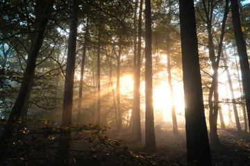 Sonnenstrahlen in einem Wald 