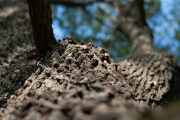 Tree bark close-up