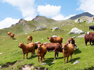 Kühe in einer Kuhherde auf einer Alpenwiese in den französichen Alpen