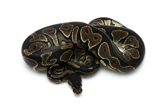 ball python snake reptile on white