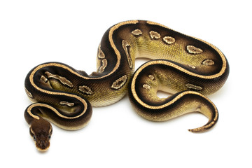 ball python snake reptile on white