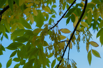 A tree with yellow and green leaves