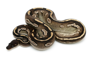 ball python snake reptile on white