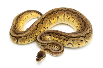 ball python snake reptile on white