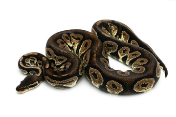 ball python snake reptile on white