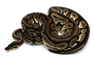 ball python snake reptile on white