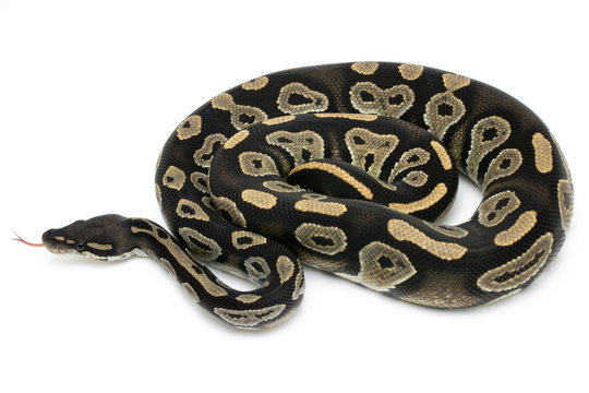ball python snake reptile on white
