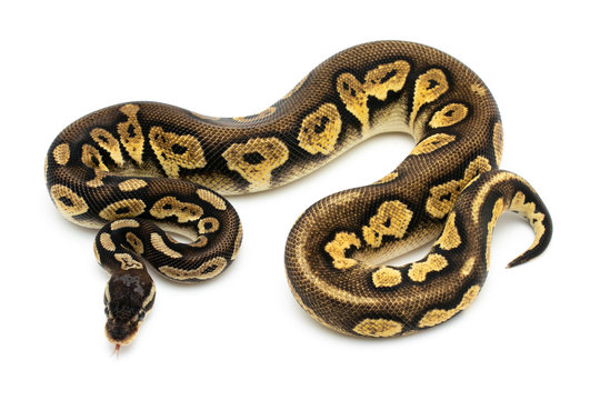 ball python snake reptile on white