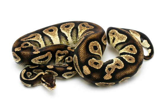 ball python snake reptile on white