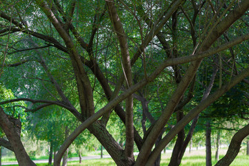 Green leaves and tree trunks