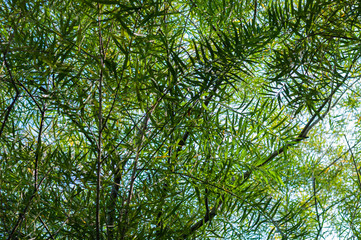 Fototapeta premium Green leaf