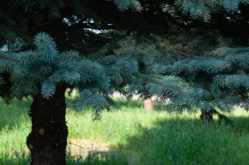 Blue spruce