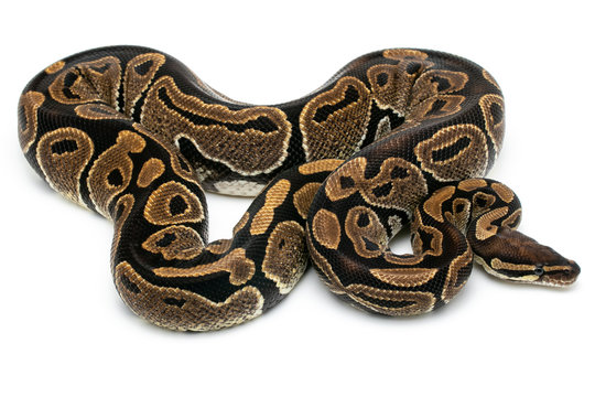ball python snake reptile on white