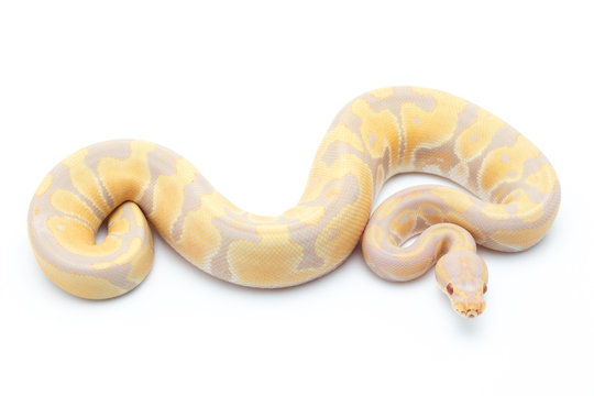ball python snake reptile on white