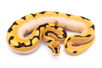 ball python snake reptile on white