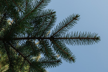 Blue spruce