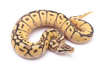 ball python snake reptile on white