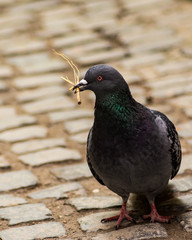 Working pigeon