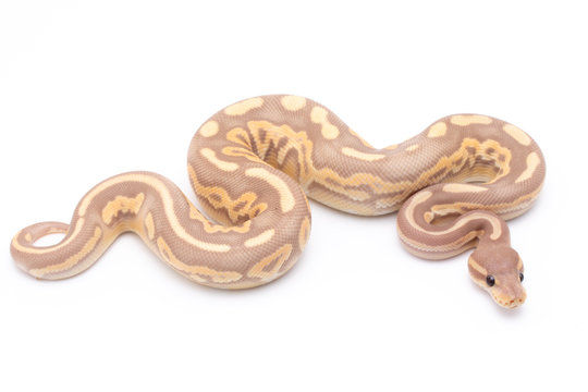 ball python snake reptile on white