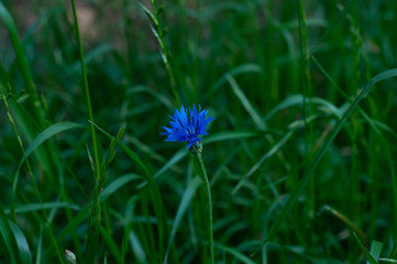 Blue cornflower on a background of green grass