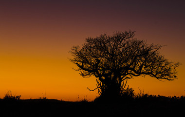Fototapeta na wymiar Photo taken before the sunrise of a lonely fry tree standing against the colorful golden background.