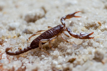 Scorpion creeps on the sand close up